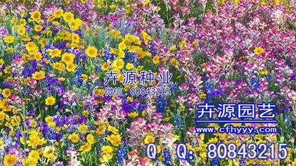 花卉種子廠家 赤峰市元寶山區(qū)卉源園藝種子經(jīng)銷處的產(chǎn)品與圖像解析